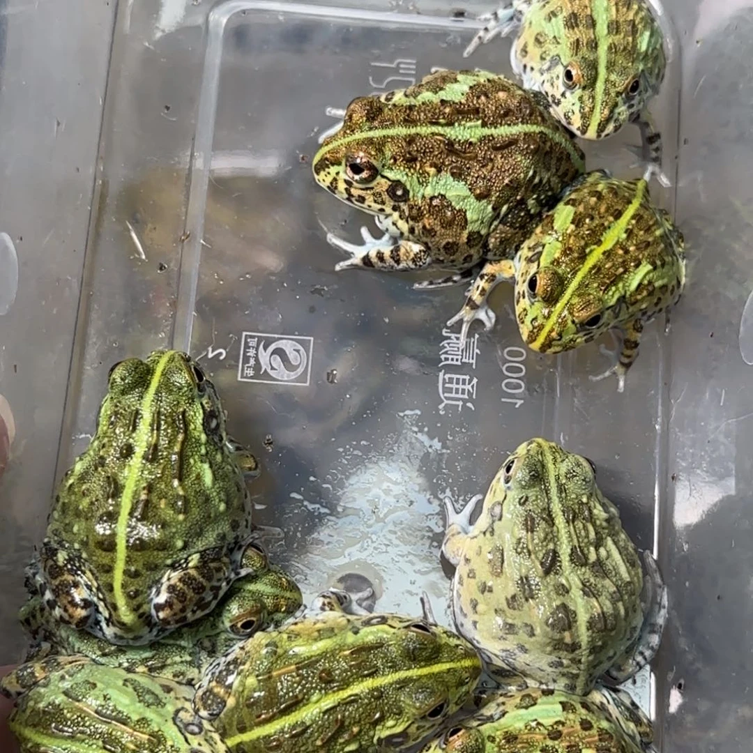 非洲牛蛙非洲牛蛙4cm左右全品苗