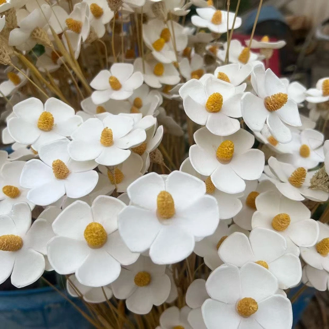 紫罗兰干花紫罗兰真干花手工插花起泡材质适合混搭网红花束白色