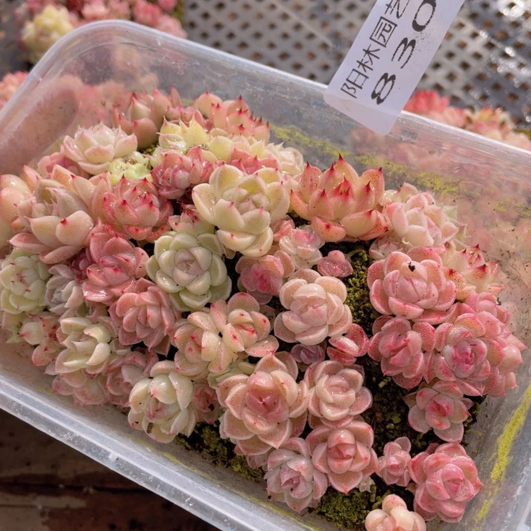 多肉植物多肉植物830