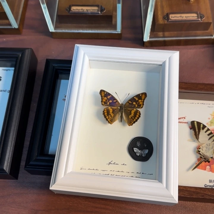 有机玻璃蝴蝶标本蝴蝶标本