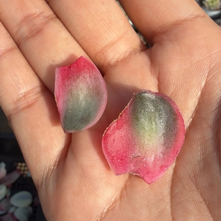 紫水晶白腹轮锦一组叶片