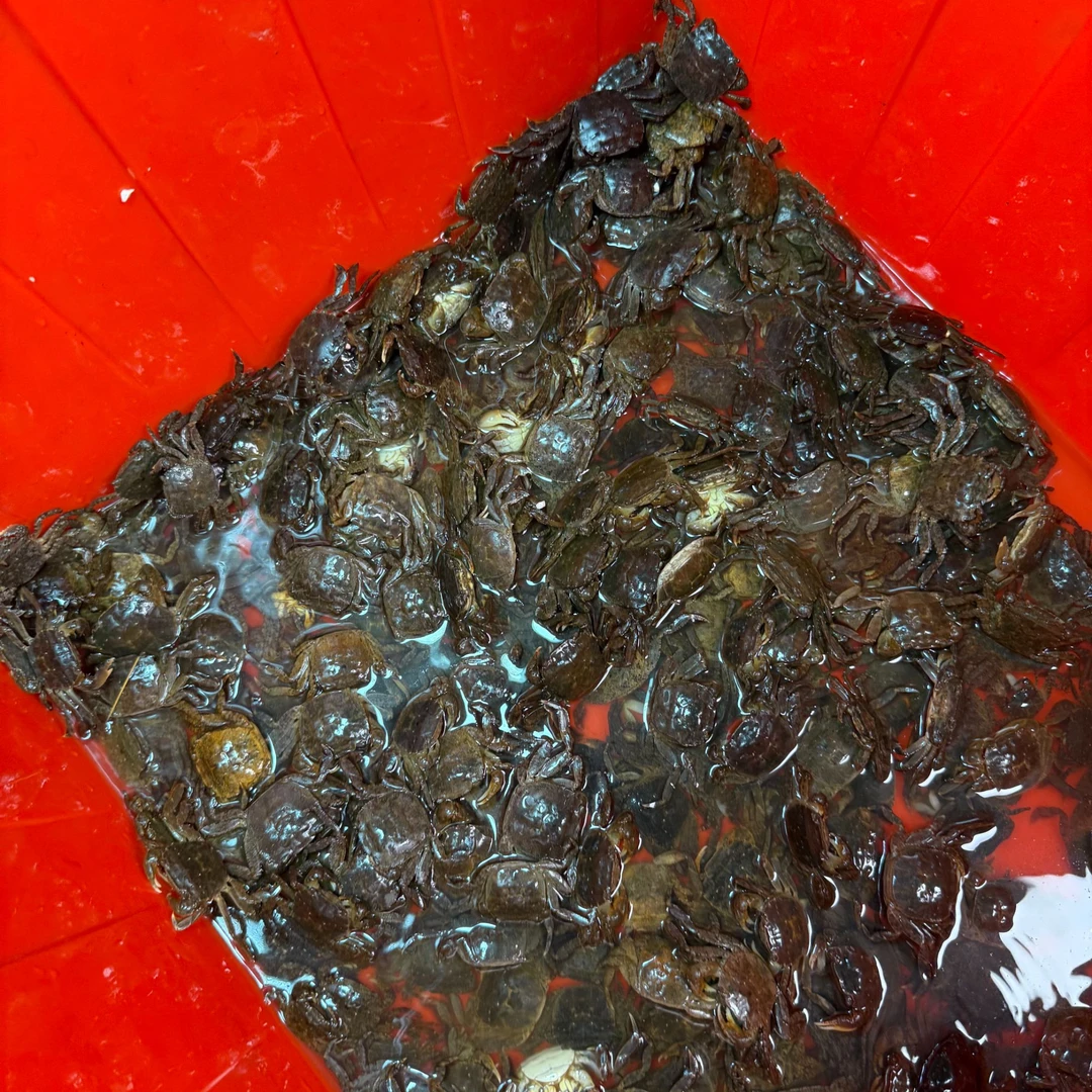 【顺丰包邮】纹弓蟹 米蟹/扁蟹