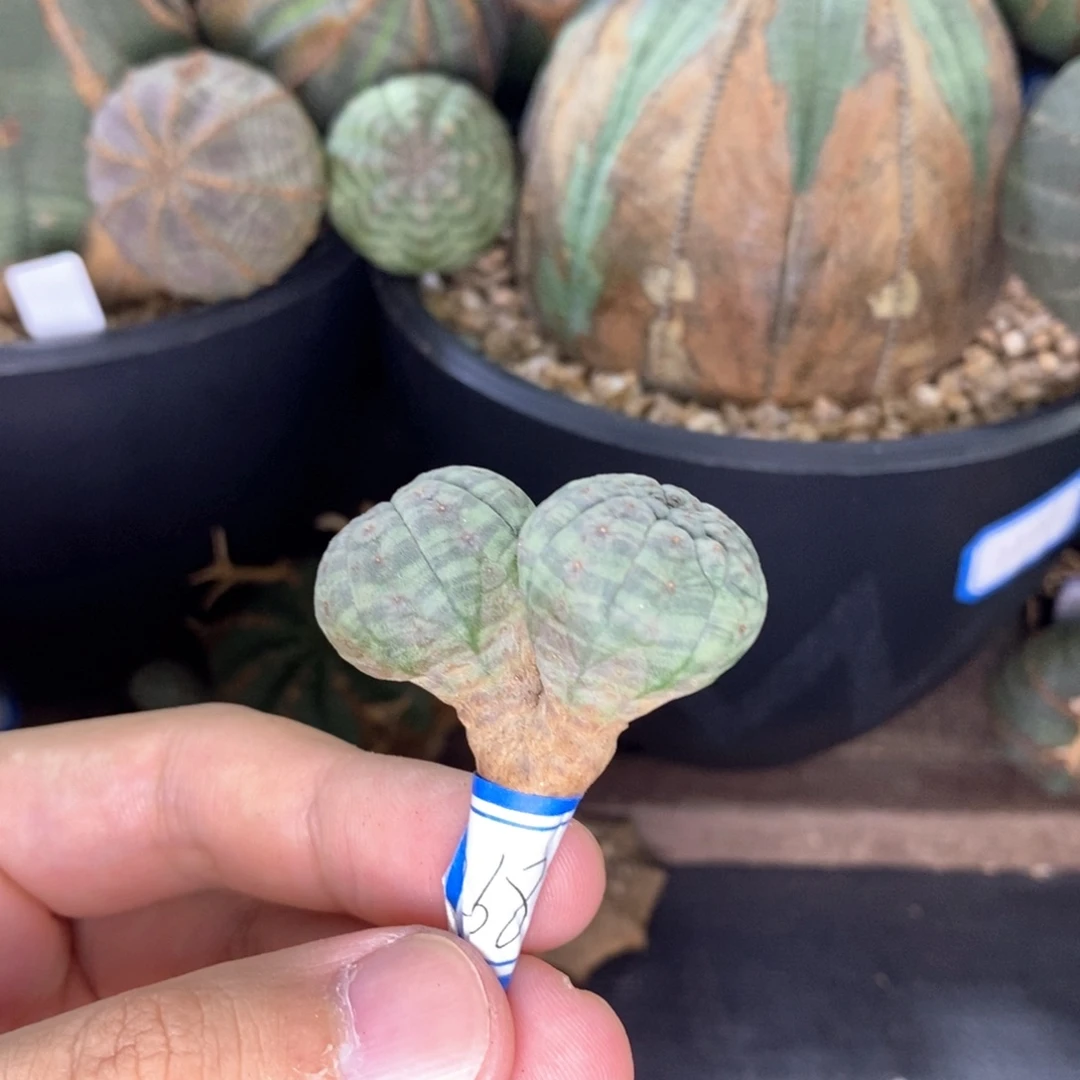 5 双头欧系实生布纹球多肉植物