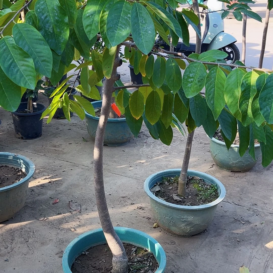 穿***你无花朵释迦8888888888