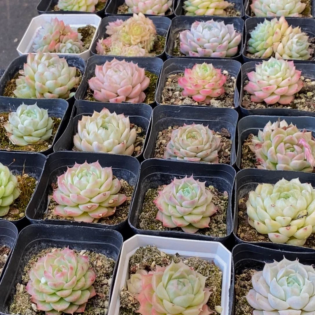 062多肉植物保护研究所所长助理