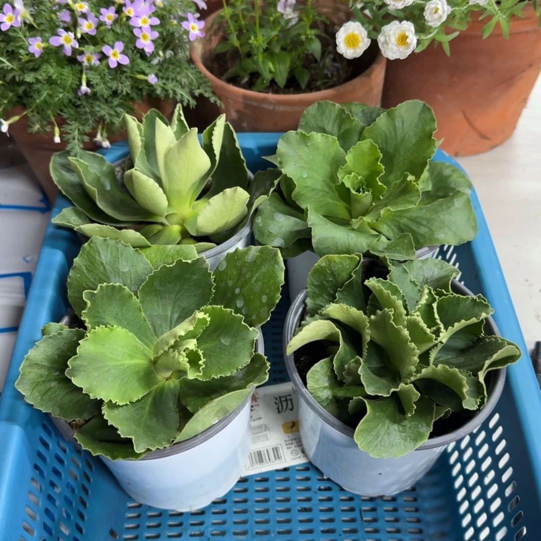 盲盒耳叶报春4盆一组不带花