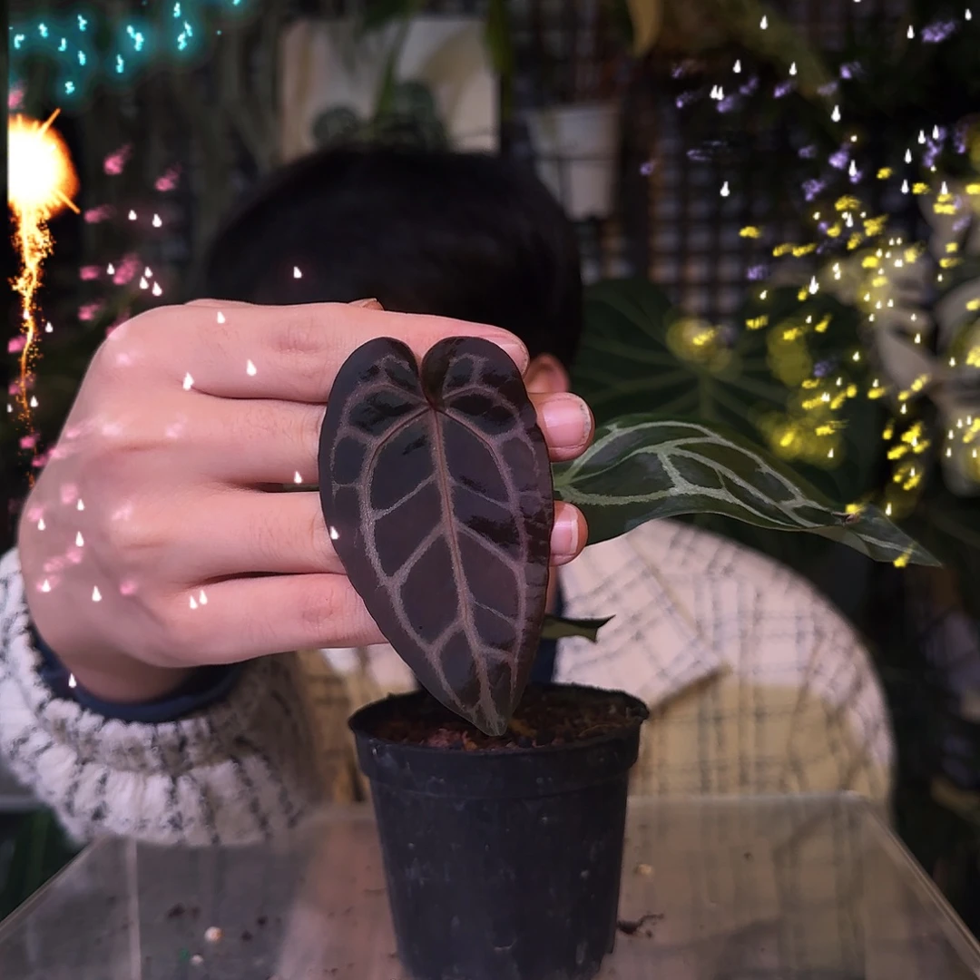 不开花植物G860印尼黑寡妇杂印尼黑水晶