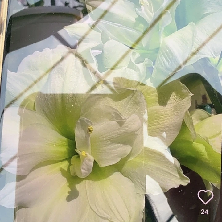 玛丽琳7+开裂球基地球