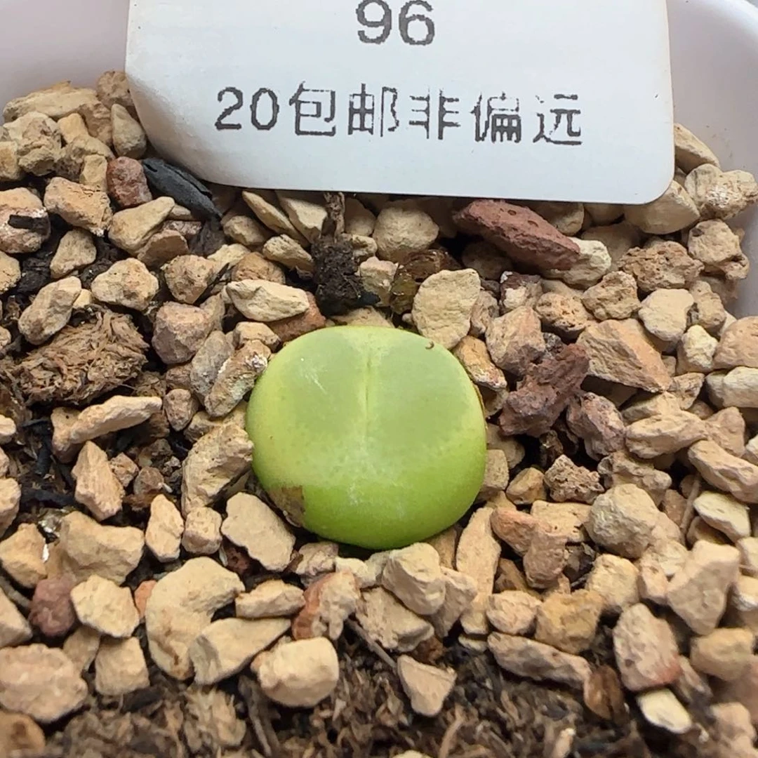 拉登1.2带盆土1200