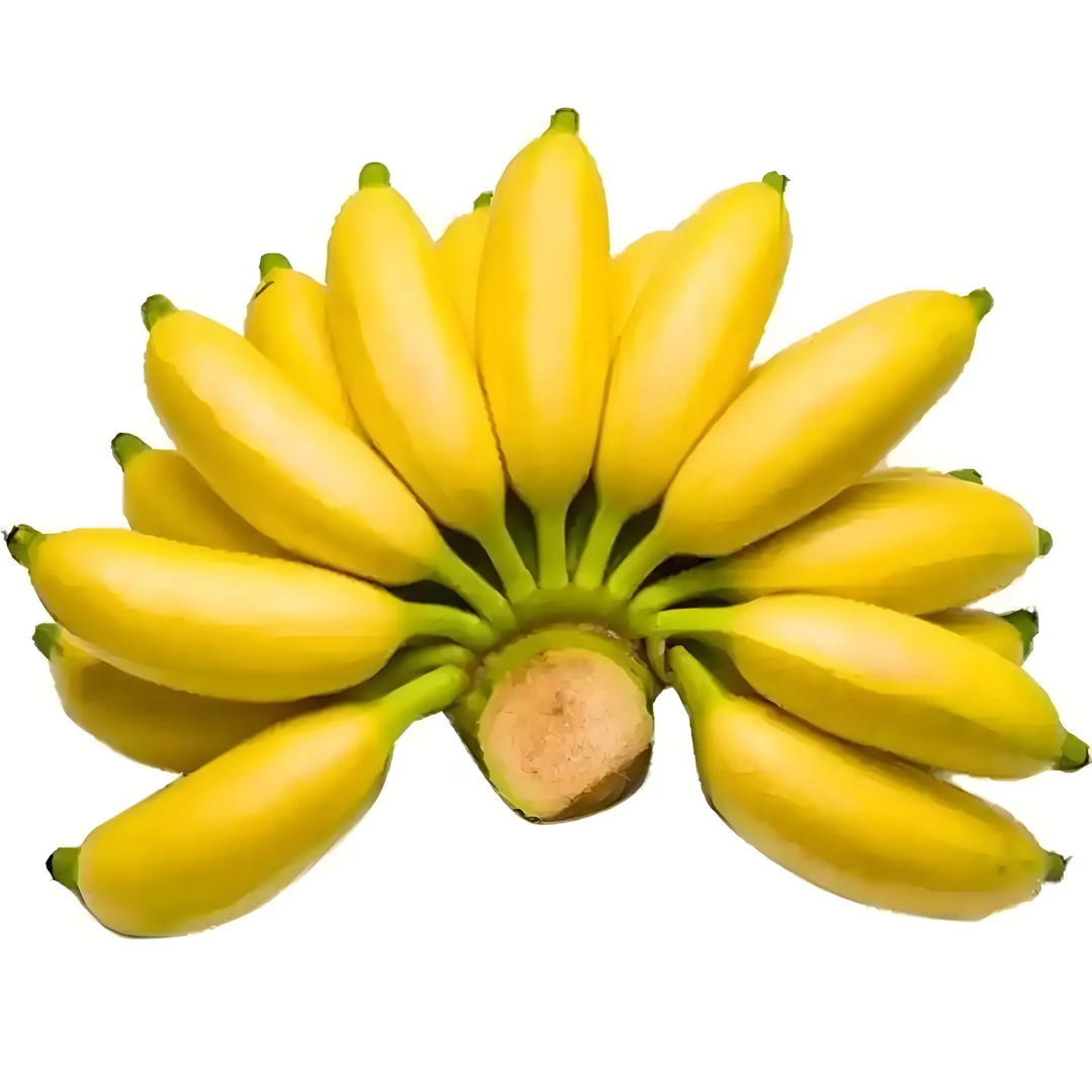 皇帝小米蕉（香蕉） 1.6 斤