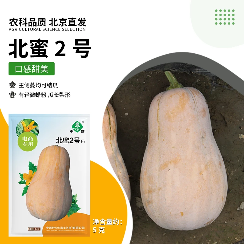 【农科院】奶油南瓜种子蔬菜种子家庭阳台农科春耕节推荐小菜园种植