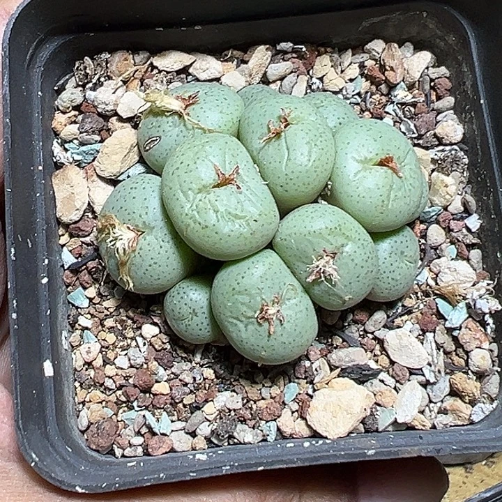 021号吕氏大饼zzyyyxy