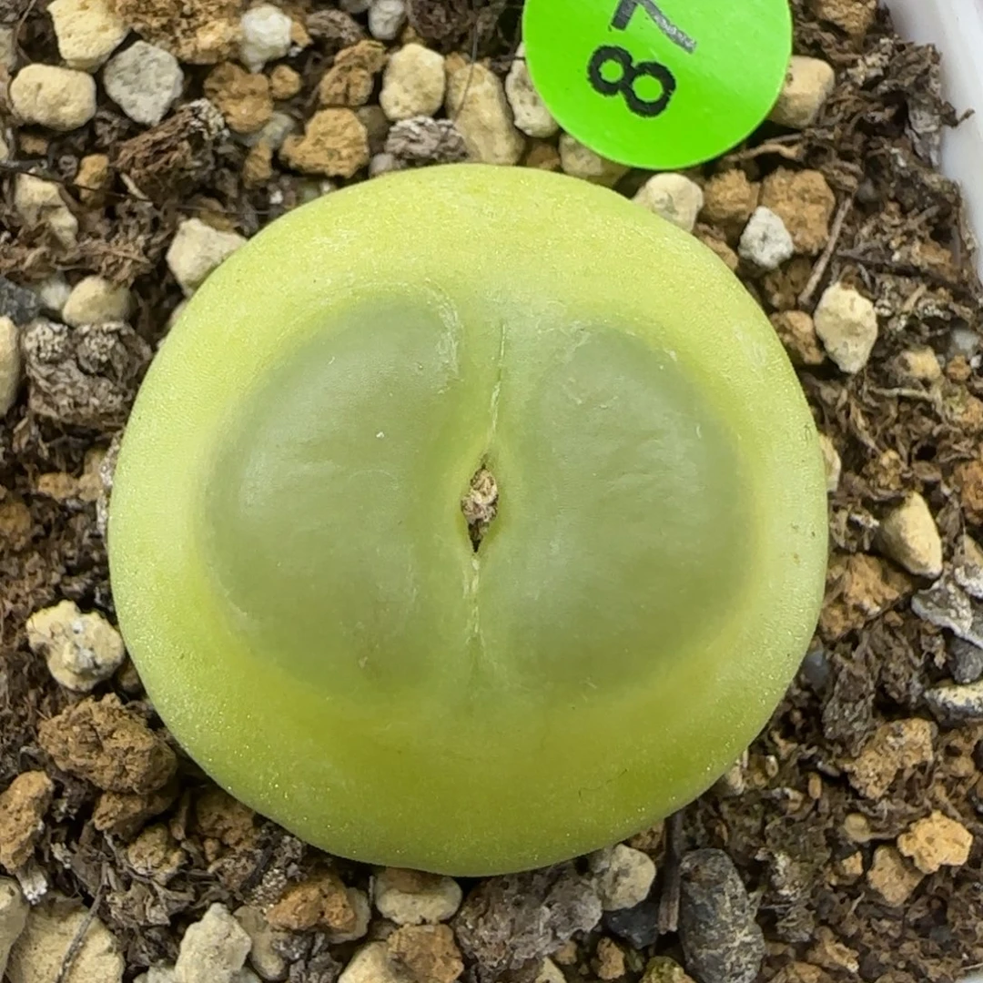 拉登2.4+多肉植物871