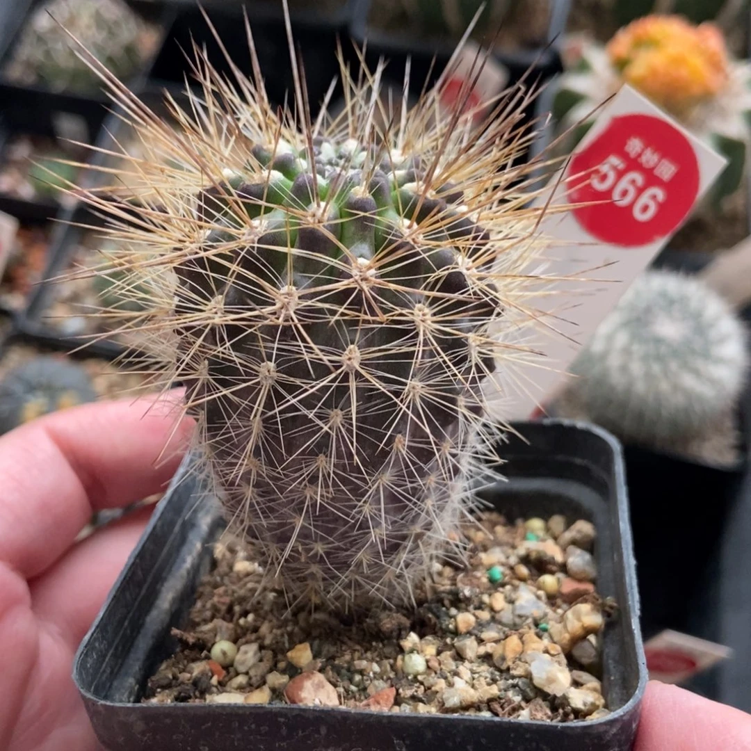 实生狂刺伏龙玉4.6cm