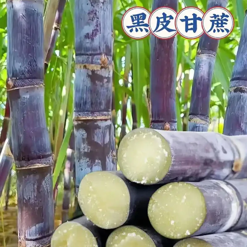 广西黑皮甘蔗新鲜多汁脆甜水果现砍现发包邮