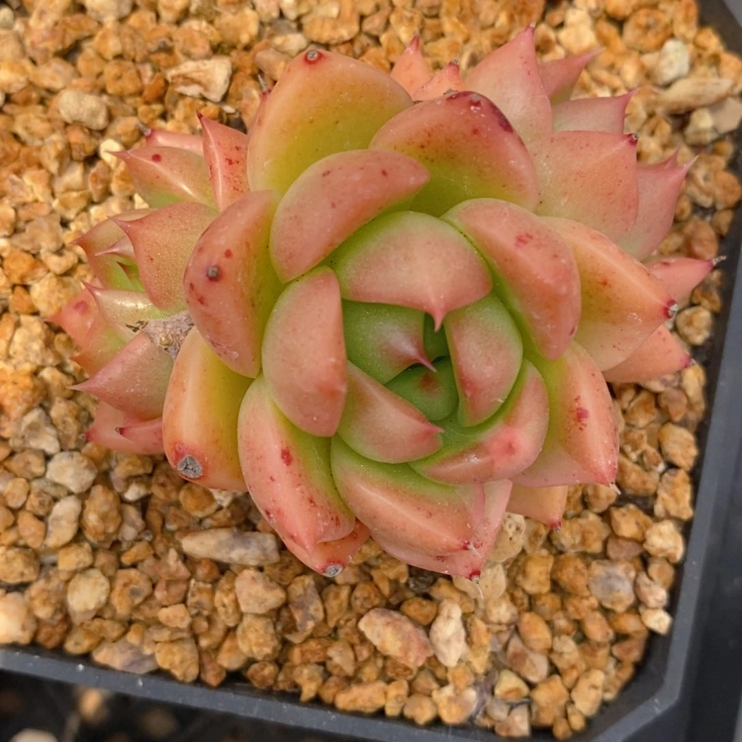 一物一拍精品多肉-