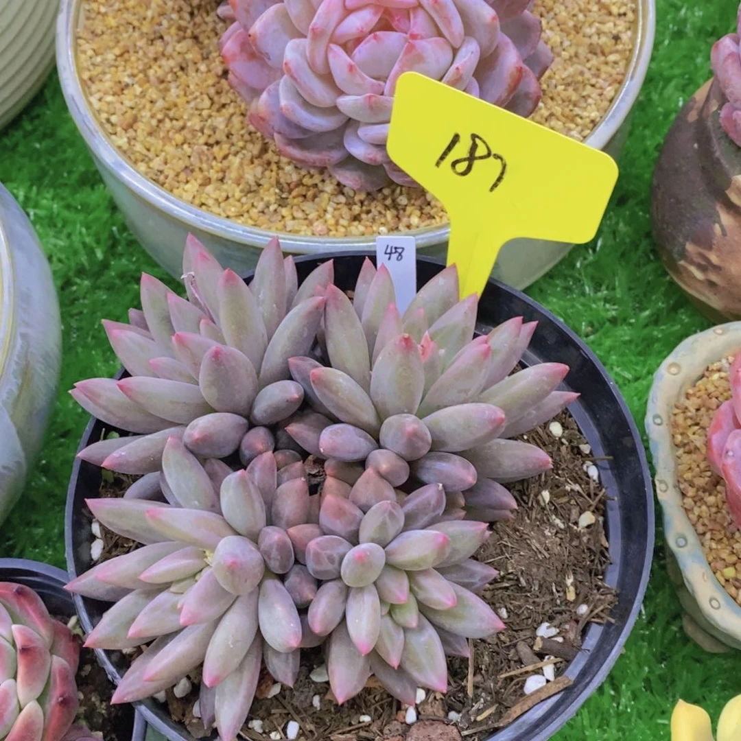 开心多肉植物多肉