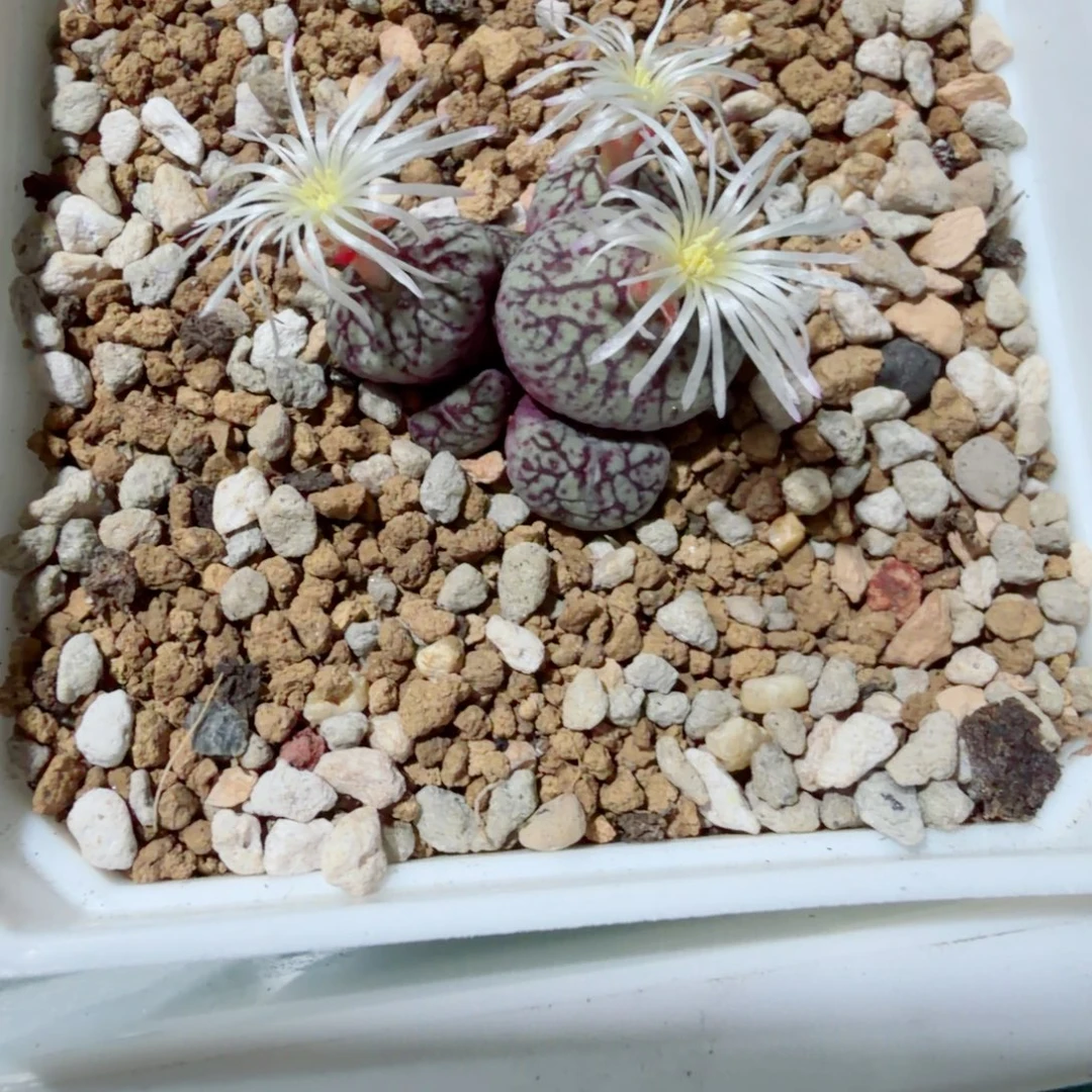无花朵白花紫猴杂交