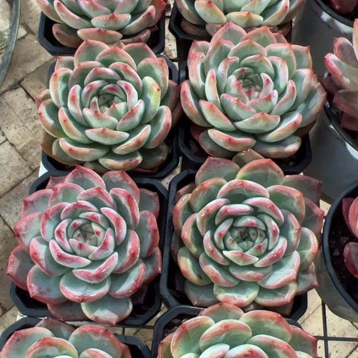 新疆包邮 红鸾单头