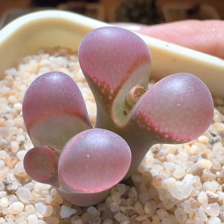 58。 青蛙种源优选五年鲑鱼粉