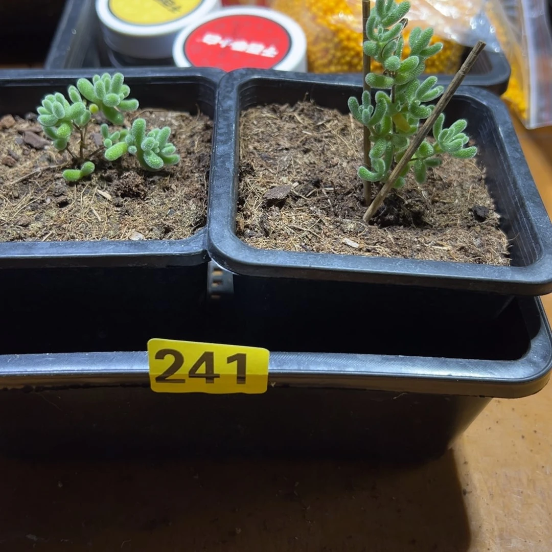 枝干番杏多肉植物241