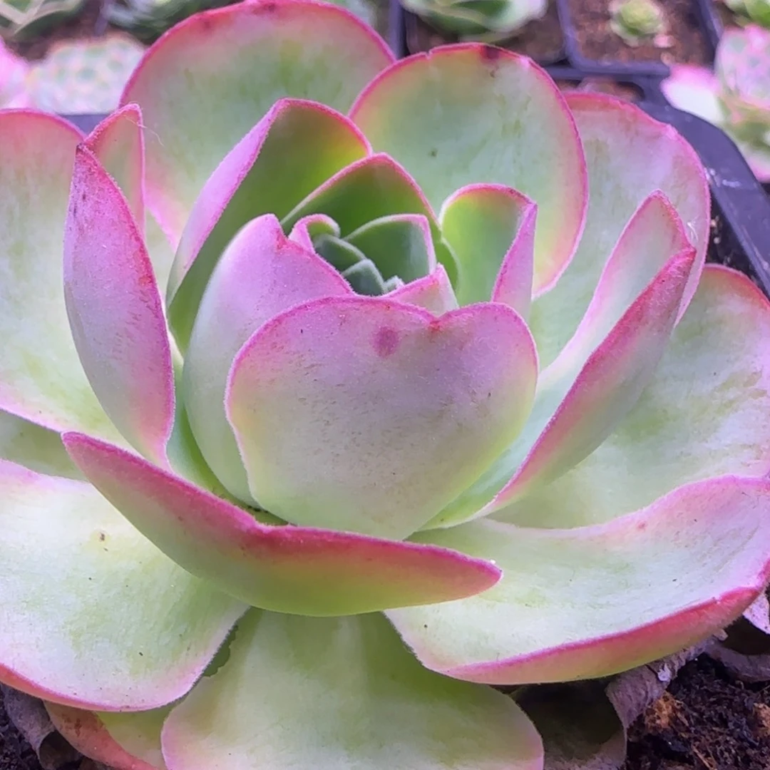 7厘米粉玫瑰单头1131243437353