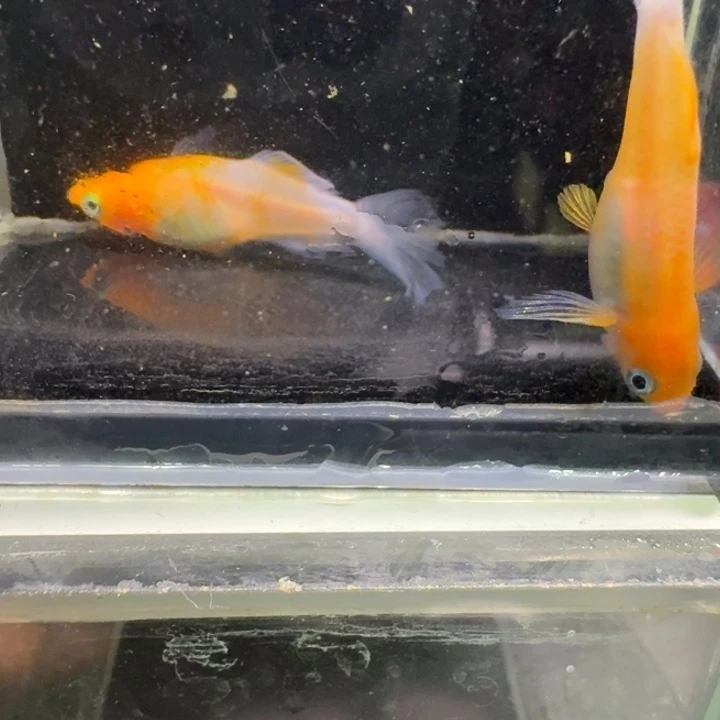 青鳉鱼一物一拍178