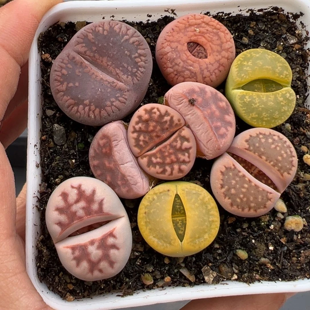 2.23好看的多肉487