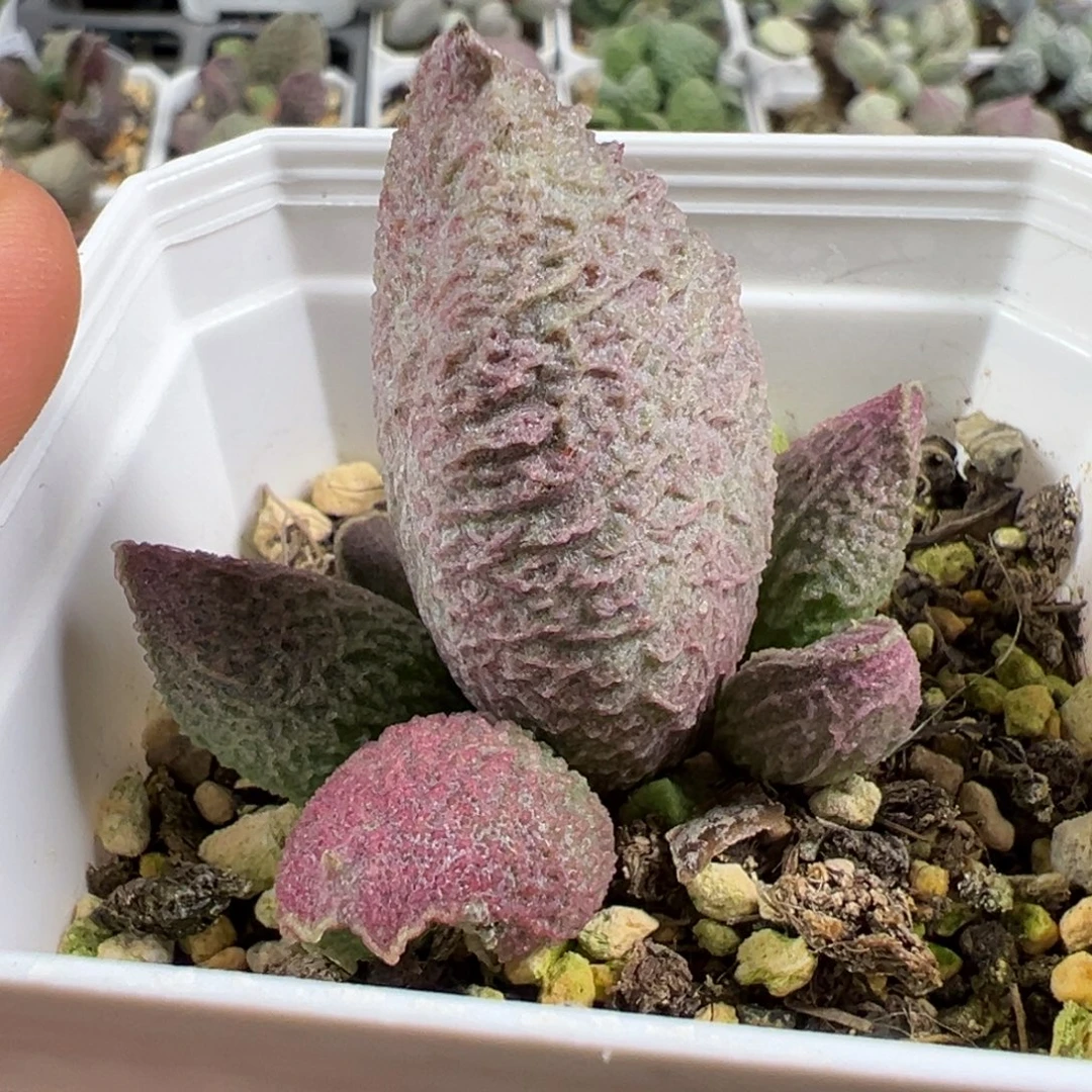 w巨猪宝多肉植物水泡