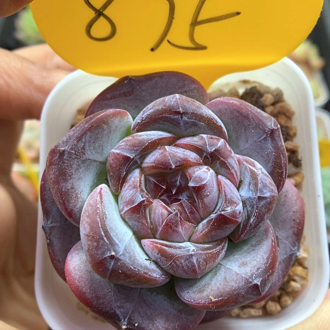 琥珀心珍妮875号。