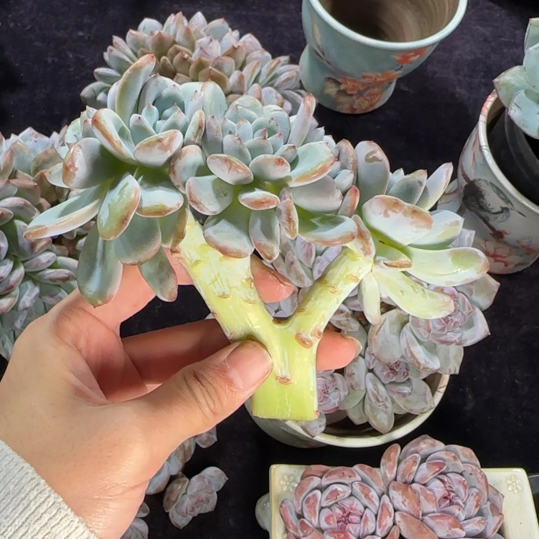 星星雪小树7头一物一拍