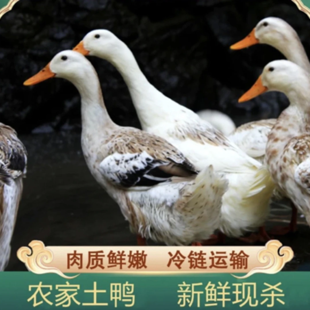 太湖【麻鸭】农业园纯粮食散养2年以上麻鸭1只