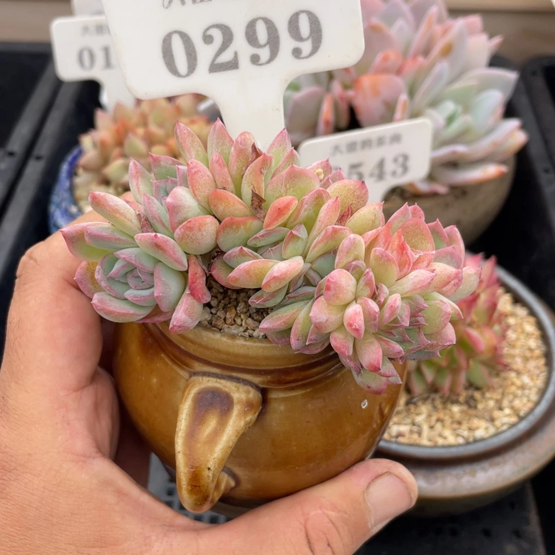 0299莎莎不带盆9厘米