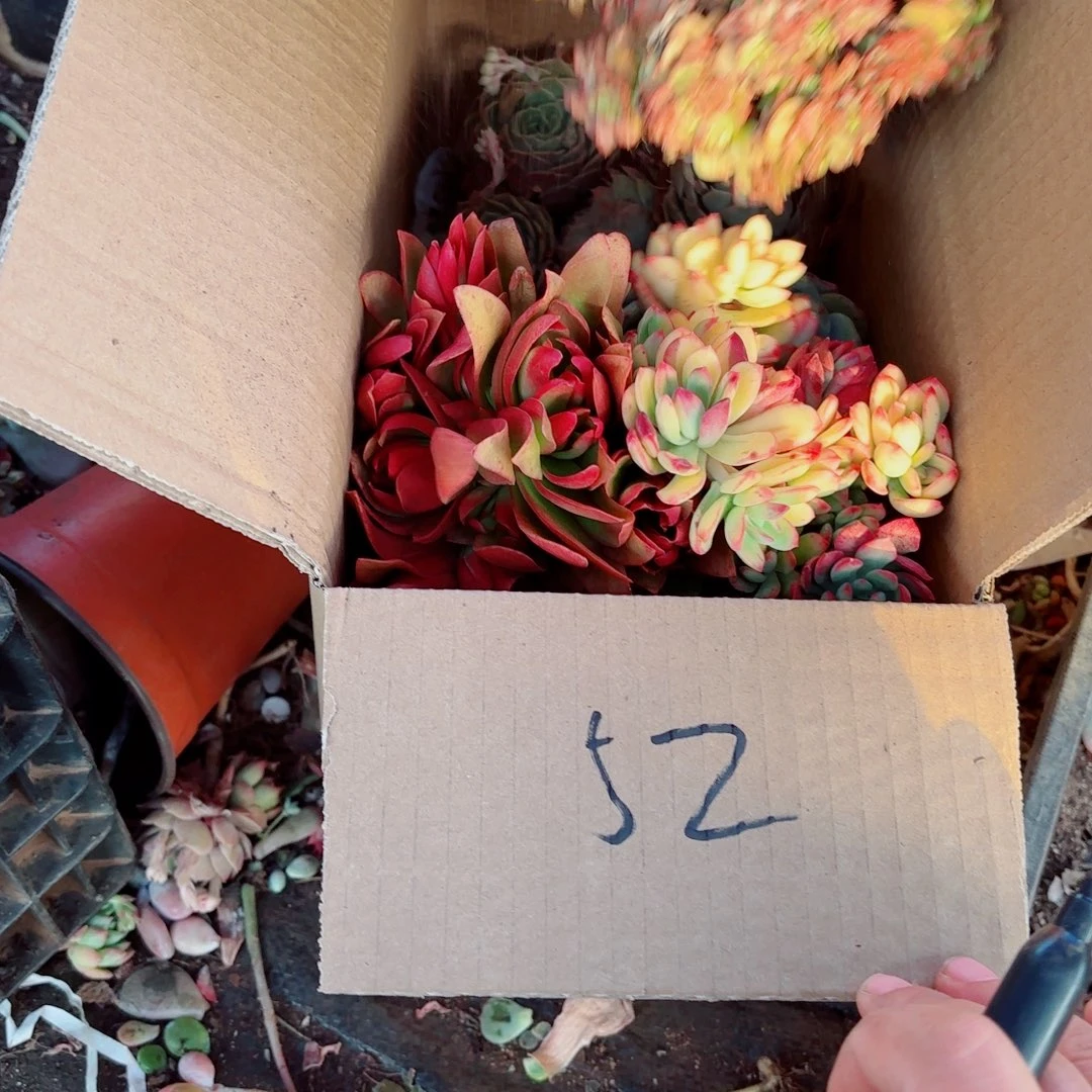 ?****馨不售后杂花52。