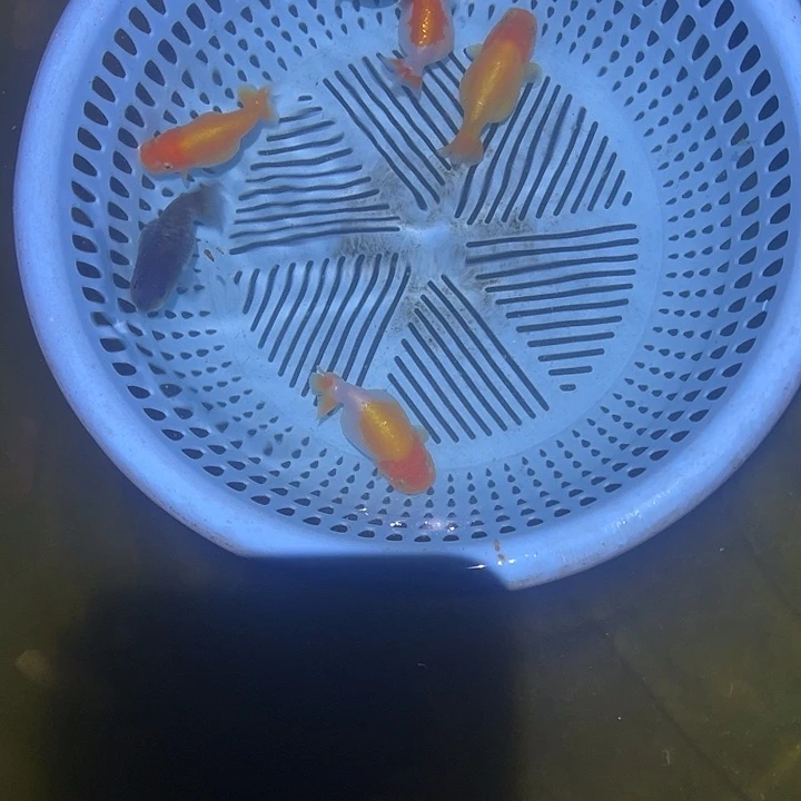 金鱼五条小鱼正经鱼贩