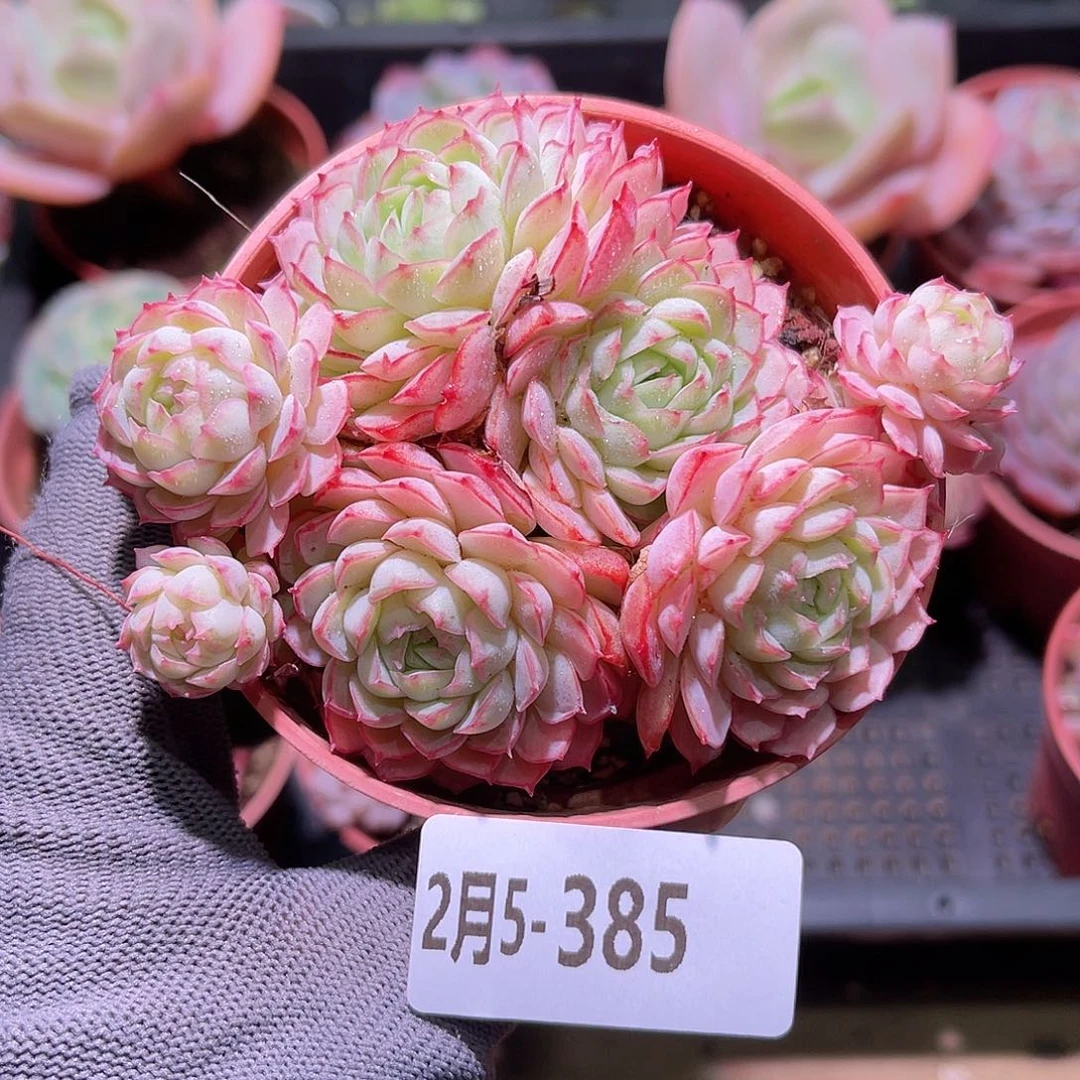 花05-385牛奶草莓