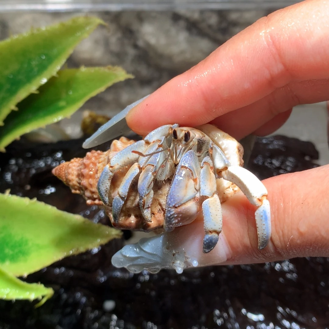 1.9活体出售，不退不换19号