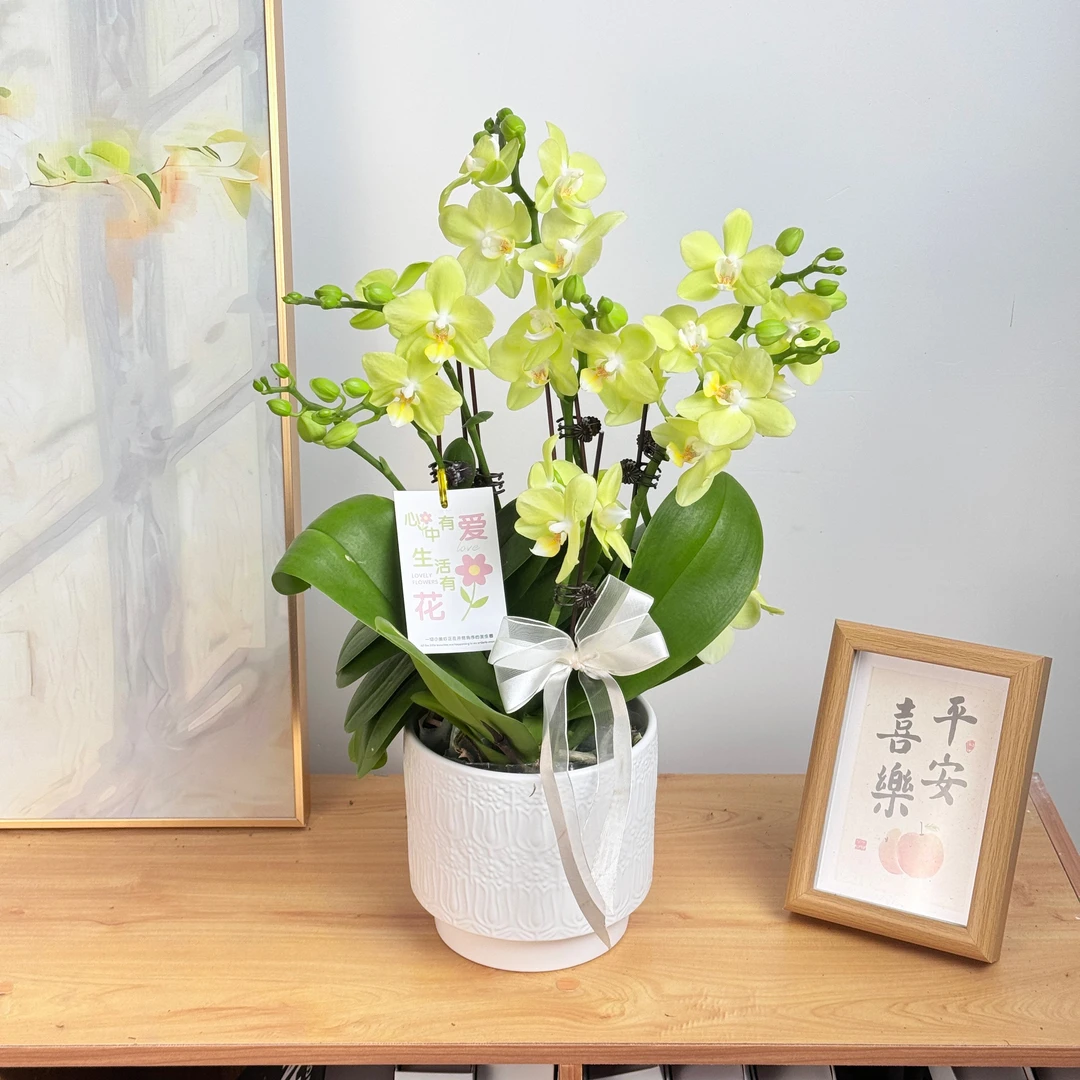 妗画【台大微笑】蝴蝶兰鲜花精致组盆 开花株 室内绿植基地直发