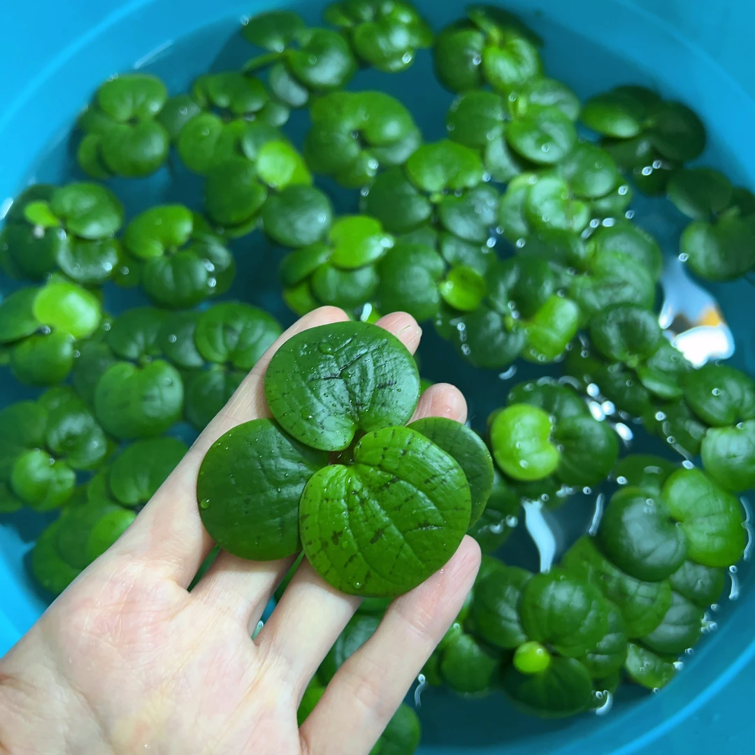 精选圆心浮萍水培植物活睡莲鱼缸浮萍真草净化水质会开花
