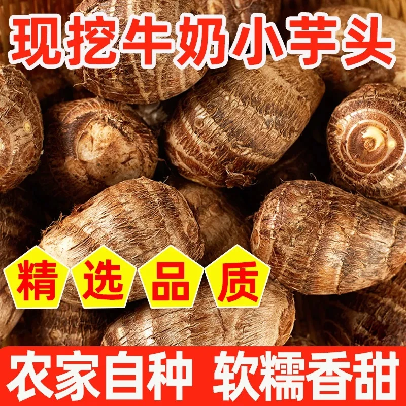 2025年新鲜牛奶小芋头山东特产新鲜应季蔬菜一整箱可拉丝奶香软糯