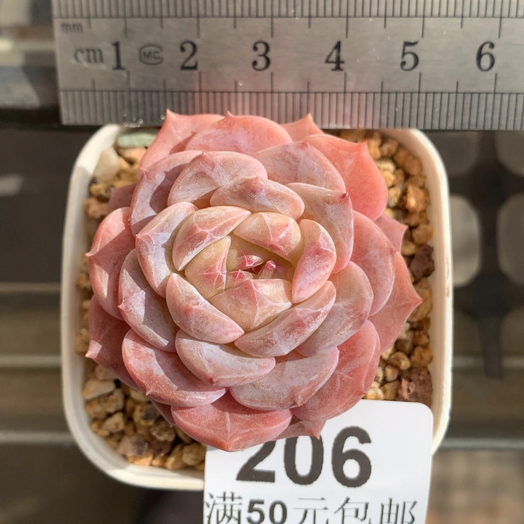 206黄心粉体珍妮琥珀冠服5