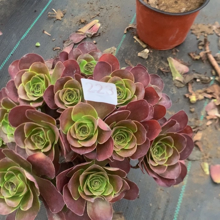 223玫瑰多多肉植物