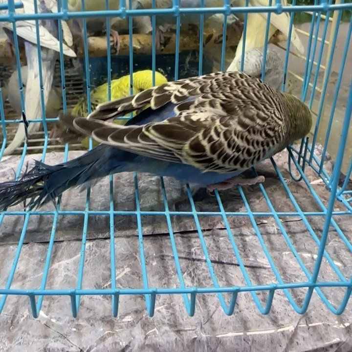 虎皮鹦鹉I’m da大头虎皮鹦鹉