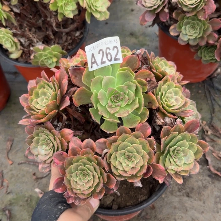 烟花……多肉植物……