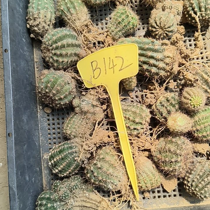 时**雨B142,混色一筐瑕疵无售后