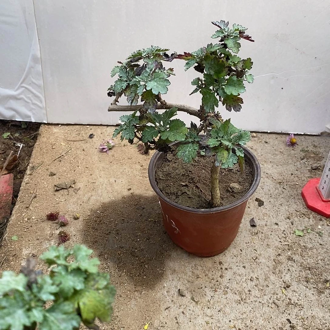 *****完全开放盆景菊花