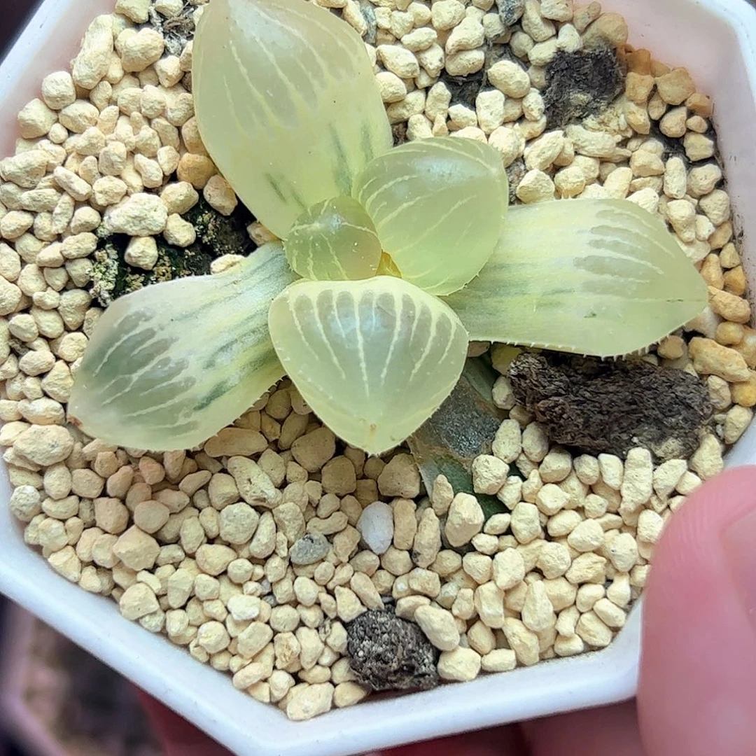 糊斑糯玉露锦十二卷多肉植物