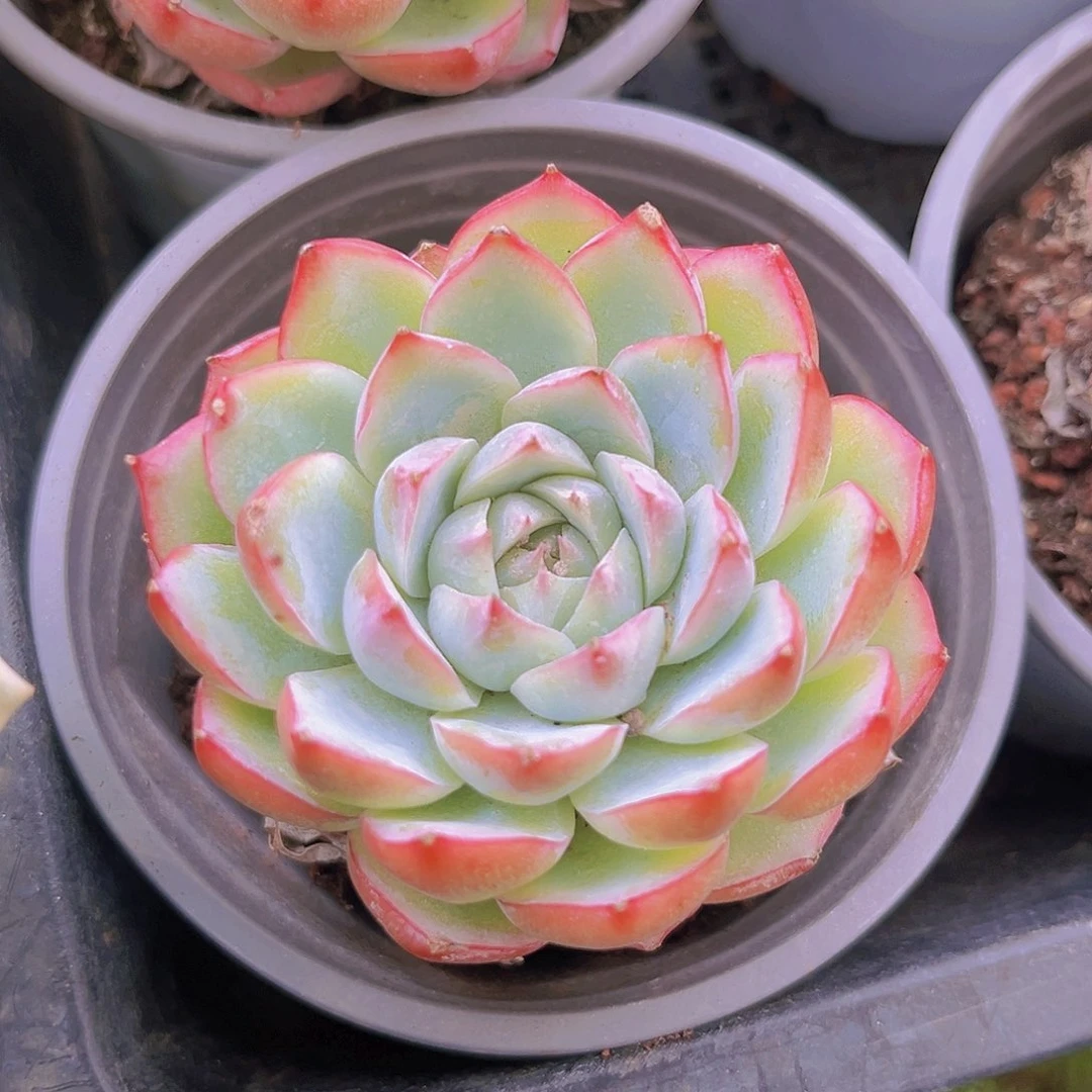 水晶玫瑰98988888888