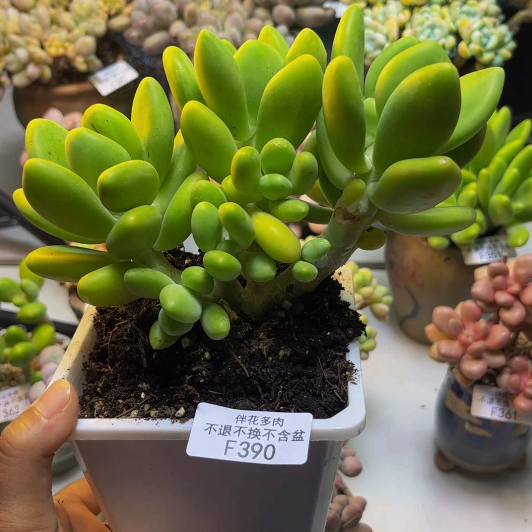 金黄版本芒果奶390/14cm多肉