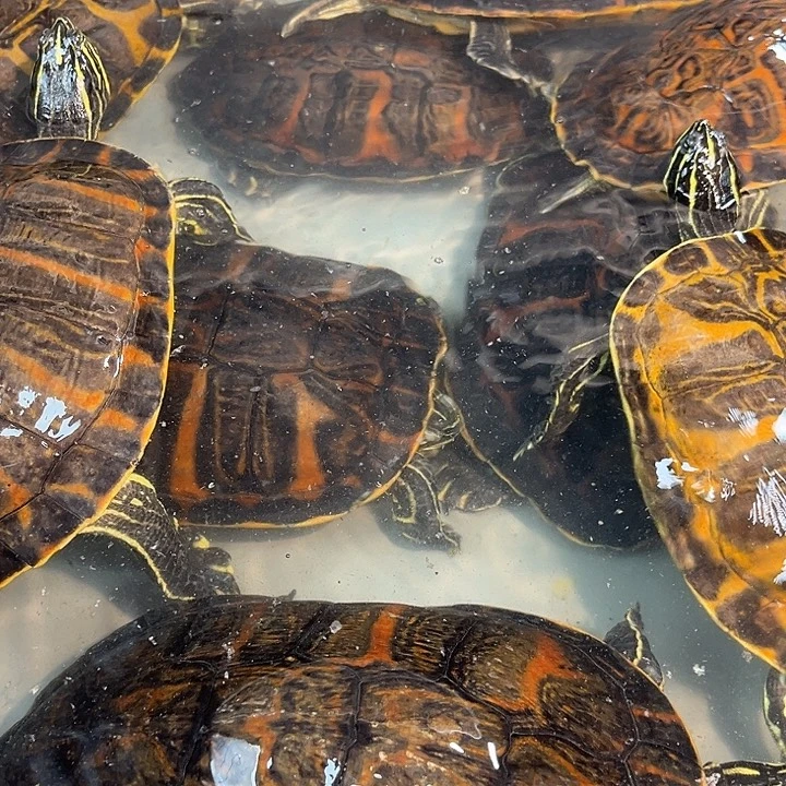 绿毛龟母冷水外塘火焰龟一拍一物专属链接